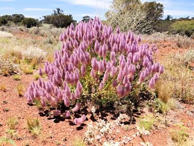 Wildflowers, Sandstone, Western Australia - 3